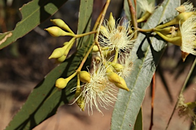 APII jpeg image of Eucalyptus ochrophloia  © contact APII