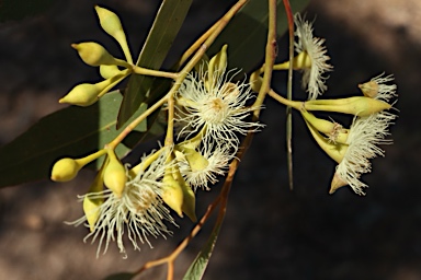 APII jpeg image of Eucalyptus ochrophloia  © contact APII