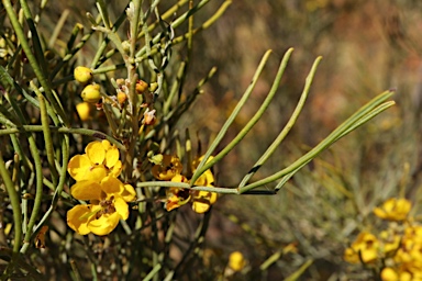 APII jpeg image of Senna artemisioides subsp. filifolia  © contact APII