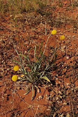 APII jpeg image of Rutidosis helichrysoides subsp. helichrysoides  © contact APII