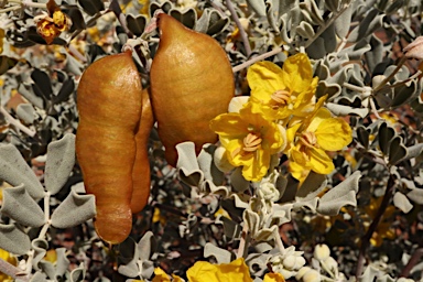 APII jpeg image of Senna artemisioides subsp. helmsii  © contact APII