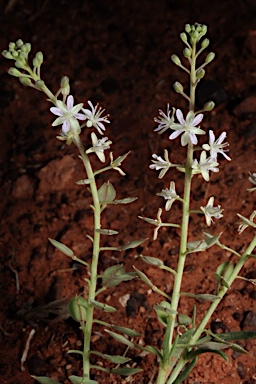 APII jpeg image of Lepidium phlebopetalum  © contact APII