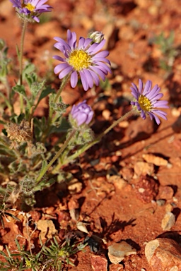 APII jpeg image of Calotis inermis  © contact APII