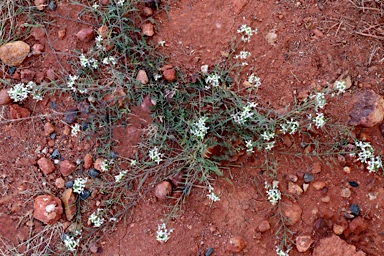 APII jpeg image of Arabidella eremigena  © contact APII