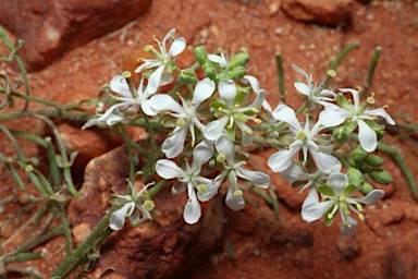 APII jpeg image of Arabidella eremigena  © contact APII