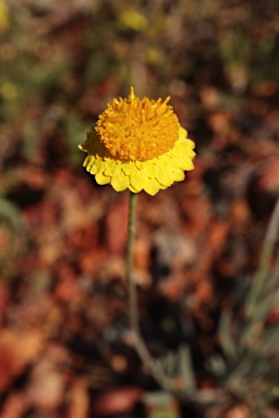 APII jpeg image of Leucochrysum stipitatum  © contact APII