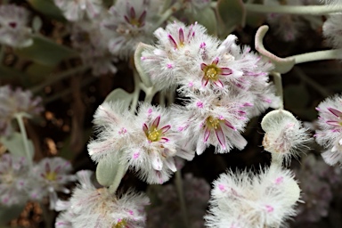 APII jpeg image of Ptilotus obovatus  © contact APII