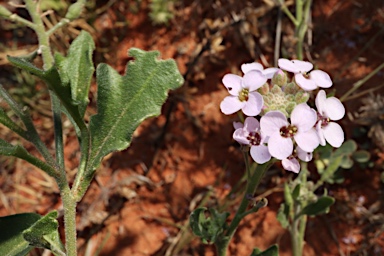 APII jpeg image of Harmsiodoxa blennodioides  © contact APII