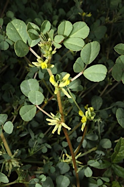 APII jpeg image of Trigonella suavissima  © contact APII