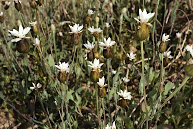 APII jpeg image of Rhodanthe stricta  © contact APII