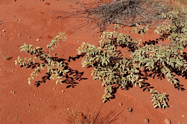 APII jpeg image of Androcalva loxophylla  © contact APII