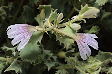 APII jpeg image of Scaevola parvibarbata  © contact APII