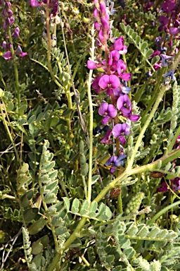 APII jpeg image of Swainsona affinis  © contact APII