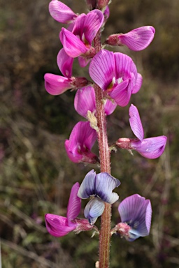 APII jpeg image of Swainsona affinis  © contact APII