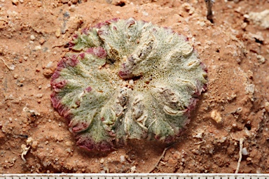 APII jpeg image of Riccia cavernosa  © contact APII