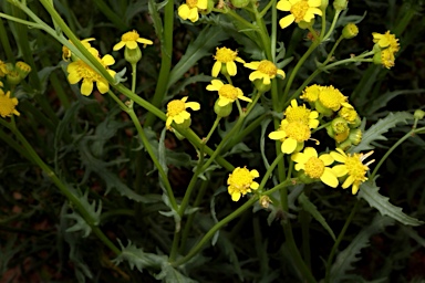 APII jpeg image of Senecio depressicola  © contact APII