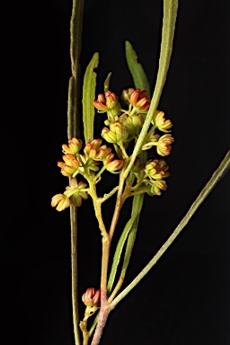 APII jpeg image of Dodonaea viscosa subsp. angusissima  © contact APII