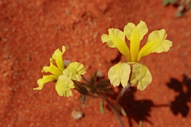 APII jpeg image of Goodenia cycloptera  © contact APII