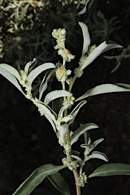 APII jpeg image of Atriplex elachophylla  © contact APII