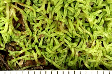 APII jpeg image of Riccia fluitans  © contact APII