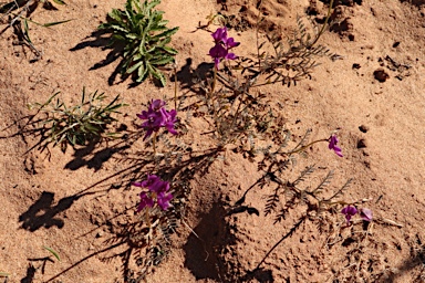 APII jpeg image of Swainsona phacoides  © contact APII