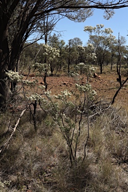 APII jpeg image of Micromyrtus hexamera  © contact APII