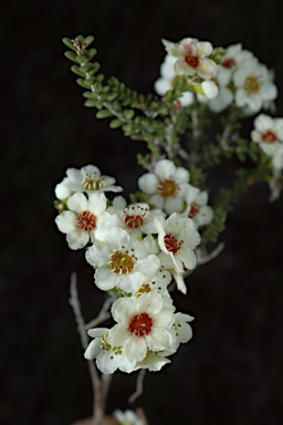 APII jpeg image of Micromyrtus hexamera  © contact APII