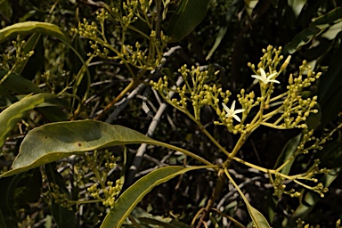 APII jpeg image of Alstonia constricta  © contact APII