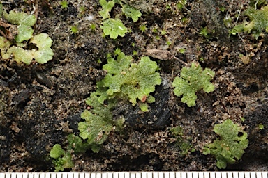 APII jpeg image of Riccia cavernosa  © contact APII