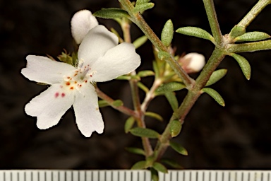 APII jpeg image of Westringia cheelii  © contact APII