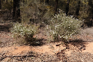 APII jpeg image of Westringia cheelii  © contact APII