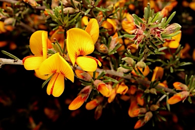 APII jpeg image of Pultenaea microphylla  © contact APII
