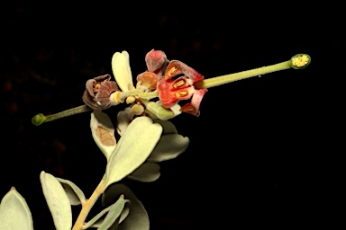 APII jpeg image of Grevillea arenaria subsp. arenaria  © contact APII