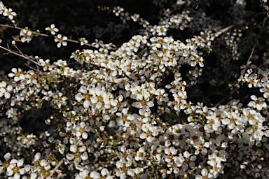 APII jpeg image of Gaudium divaricatum  © contact APII