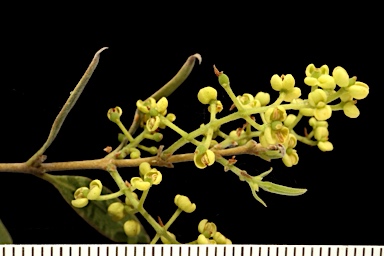 APII jpeg image of Notelaea microcarpa var. microcarpa  © contact APII