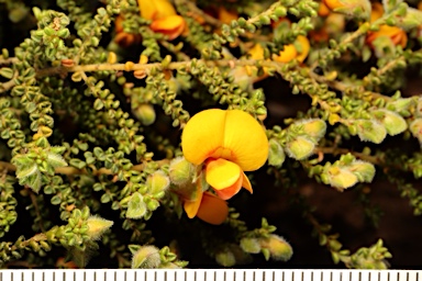 APII jpeg image of Pultenaea foliolosa  © contact APII
