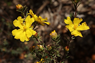 APII jpeg image of Hibbertia riparia  © contact APII
