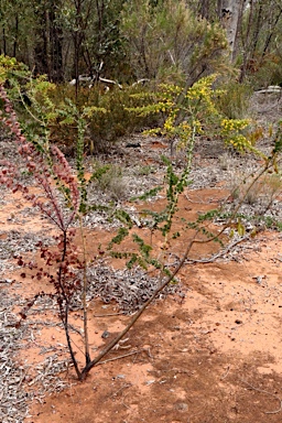 APII jpeg image of Acacia sertiformis  © contact APII