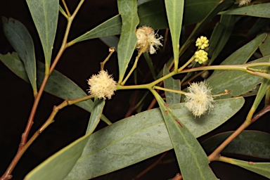 APII jpeg image of Acacia penninervis var. penninervis  © contact APII