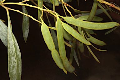 APII jpeg image of Acacia penninervis var. penninervis  © contact APII