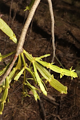 APII jpeg image of Korthalsella rubra subsp. geijericola  © contact APII