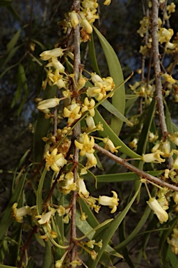 APII jpeg image of Pittosporum angustifolium  © contact APII