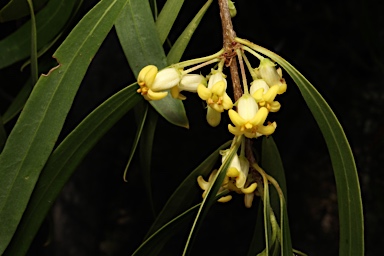 APII jpeg image of Pittosporum angustifolium  © contact APII