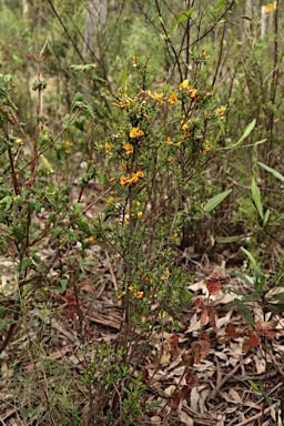 APII jpeg image of Pultenaea cuneata  © contact APII