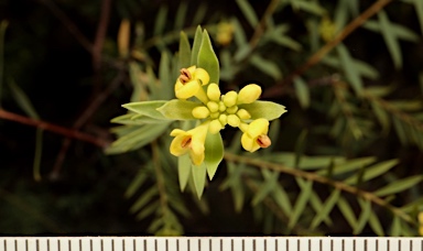 APII jpeg image of Pimelea neo-anglica  © contact APII