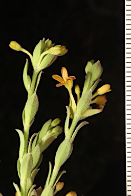 APII jpeg image of Pimelea curviflora var. sericea  © contact APII