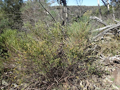 APII jpeg image of Pimelea curviflora var. sericea  © contact APII