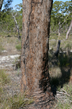 APII jpeg image of Eucalyptus cloeziana  © contact APII