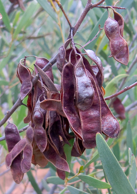 APII jpeg image of Acacia aneura var. major  © contact APII