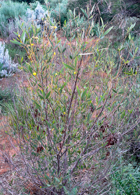 APII jpeg image of Acacia aneura var. major  © contact APII